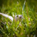 White sugar glider, Petaurus breviceps, on grass Royalty Free Stock Photo