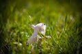 White sugar glider, Petaurus breviceps, on grass Royalty Free Stock Photo