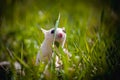 White sugar glider, Petaurus breviceps, on grass Royalty Free Stock Photo