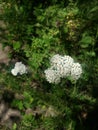 White summer blooms greenery Royalty Free Stock Photo