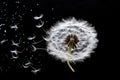 Seed plant blowing spring background fluffy stem closeup white dandelion nature flower summer macro Royalty Free Stock Photo