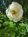 nature rose