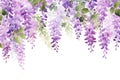 Blossom background blue leaf garden wisteria spring nature plant flower purple