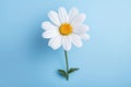 White summer plant chamomile yellow background flower spring daisy floral nature Royalty Free Stock Photo