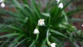 White Summer Snowflake flowers, Leucojum aestivum in the garden Royalty Free Stock Photo