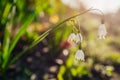 White summer snowflake flowers Leucojum Aestivum with green spots grow in spring garden at sunset. Bell-shaped flowers Royalty Free Stock Photo