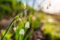 White summer snowflake flowers Leucojum Aestivum with green spots grow in spring garden at sunset. Bell-shaped flowers Royalty Free Stock Photo