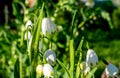 White Summer Snowflake flowers Leucojum aestivum with green spots on the petals Royalty Free Stock Photo