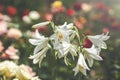 White Summer Snowflake flowers Leucojum aestivum with green spots on the petals, bell-shaped flowers with fresh spring green Royalty Free Stock Photo