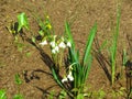 White summer snowflake (Leucojum aestivum) Royalty Free Stock Photo