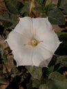 White sun shine flower hexagon shaped yellow centred and green leaves all around Royalty Free Stock Photo