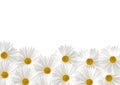 White sunflower floras on white background Royalty Free Stock Photo