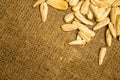 White sunflower seeds fried with sea salt in bulk on a background of coarse-textured burlap. Close up Royalty Free Stock Photo