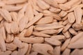 White sunflower seeds scattered on the background of coarse burlap, close-up selective focus Royalty Free Stock Photo