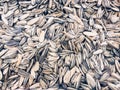 White sunflower seeds. For texture or background . organic sunflower seed for background uses Royalty Free Stock Photo