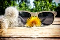 White sunglasses Royalty Free Stock Photo