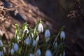 White Sunlit Snowdrop Blossoms Royalty Free Stock Photo