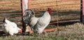 White Sussex hen and Lavender rooster pecking for food in farmyard garden