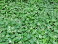 White swallow-wort flowers and leaves pattern in botanical garden, Moscow Russia