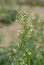 White swallow-wort