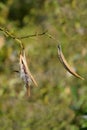 White swallow-wort