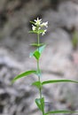 White swallow-wort (Vincetoxicum hirundinaria)