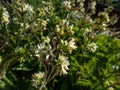 White swallow-wort (Vincetoxicum hirundinaria) flowering with white flowers that in whorls form a raceme