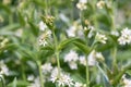 White swallow-wort, Vincetoxicum hirundinariae, flowering plants