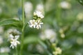 White swallow-wort, Vincetoxicum hirundinariae, some white flowers