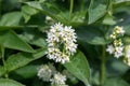 White swallow-wort, Vincetoxicum hirundinariae, white flowers