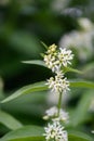 White swallow-wort Vincetoxicum hirundinariae with white flowers