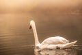 White swan swimming in the river Royalty Free Stock Photo