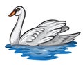 White swan.
