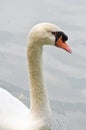 White Swan Royalty Free Stock Photo