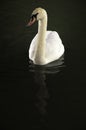 White swan Royalty Free Stock Photo