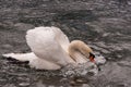 White Swan