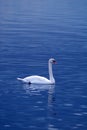 White swan