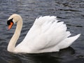 White Swan Royalty Free Stock Photo