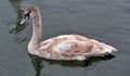 White swan adolescent Royalty Free Stock Photo