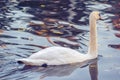 Swan alone Nice on lake water in autumn reflections of park alley. Morning autumn shot park. Fall season nature scene beauty Royalty Free Stock Photo