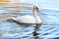 White swan alone Nice on lake water in autumn reflections of park alley. Morning autumn shot park. Fall season nature scene beauty Royalty Free Stock Photo