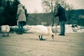 white swan animal bird wildlife water drop water