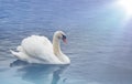 A white Swan on a background of blue water is illuminated by a white glow Royalty Free Stock Photo