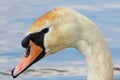 White swan on the background of blue water. Waterfowl.