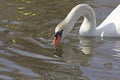 White swan on the background of blue water. Waterfowl