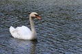 White swan on a background of water on the Patriarch`s Ponds in Moscow