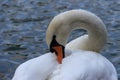 White swan on a background of water on the Patriarch`s Ponds in Moscow