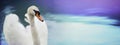 White swan banner on blurred blue water background. Royalty Free Stock Photo