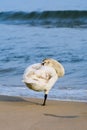 White Swan on the Beach Royalty Free Stock Photo