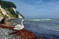 A white swan on a beach in Jasmund National Park, Rugen, Sassnitz, Germany, Europe. Royalty Free Stock Photo